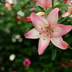 Oriental Lily Rosellas Dream Bulbs  3