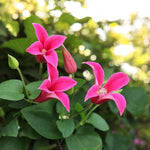 Clematis Princess Diana  3