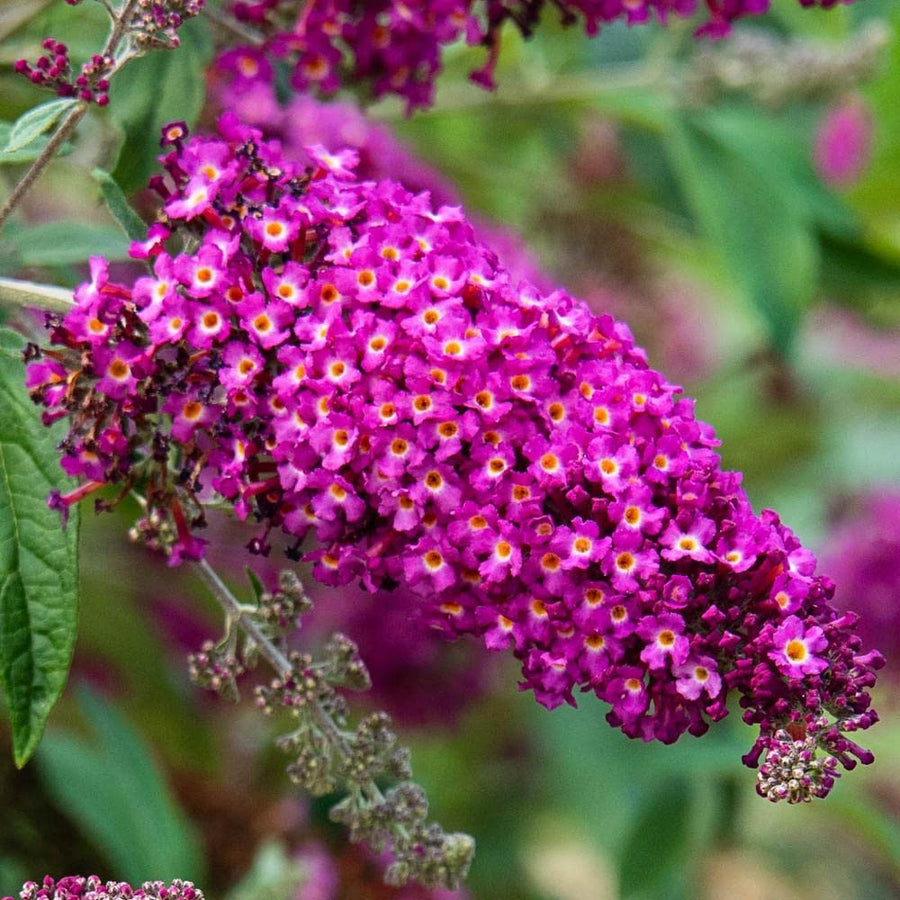 Buddleia Butterfly Towers Magenta 71kU8ey5yhL._AC_SL1000_ 1