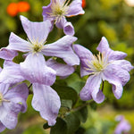 Clematis Prince Charles  1