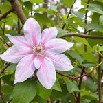 Clematis Candy Stripe  2