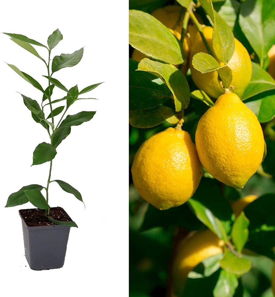 Citrus Lemon Tree in 10cm Pot Citrus Lemon Tree in 10cm Pot image1 1
