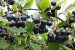 Chokeberry  5