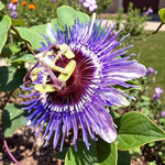 Passiflora Purple Haze  2