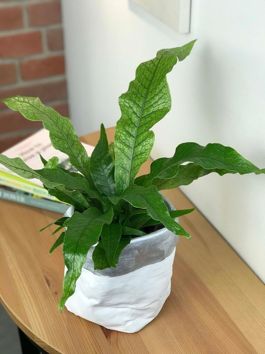 Microsorum Crocodyllus Fern in 12cm Pot 71mf-kL0tzL._AC_SL1500_ 5