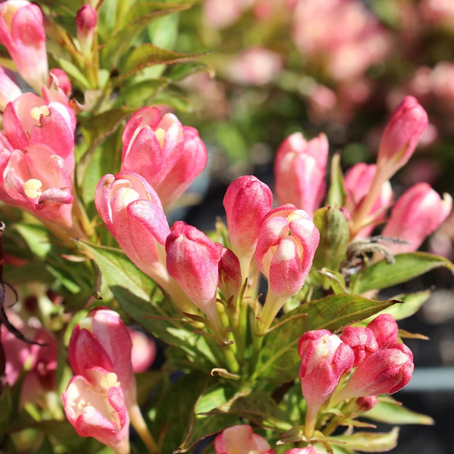 Weigela 'All Summer Peach' Weigela 'All Summer Peach' image3 3