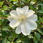 Clematis Guernsey Cream  1