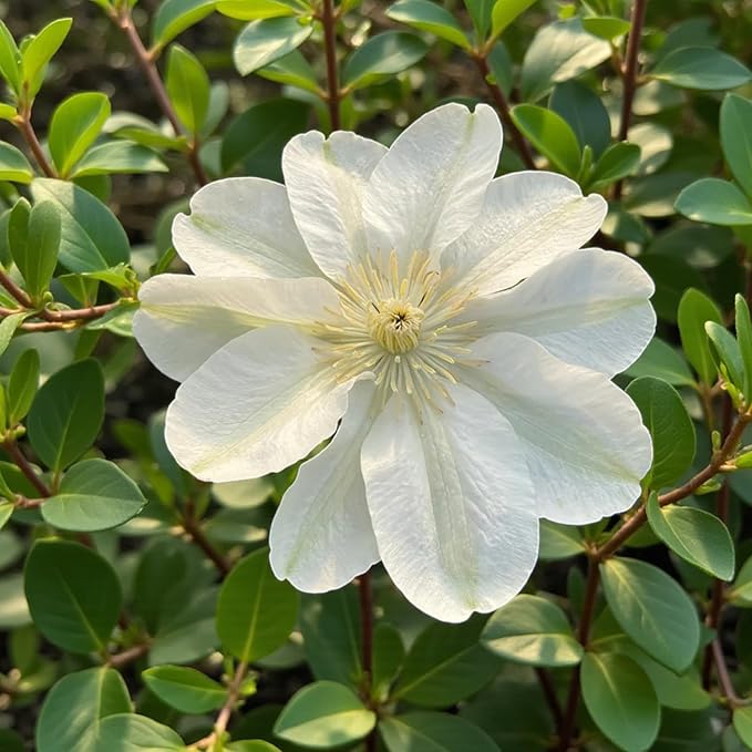 Clematis Guernsey Cream  1