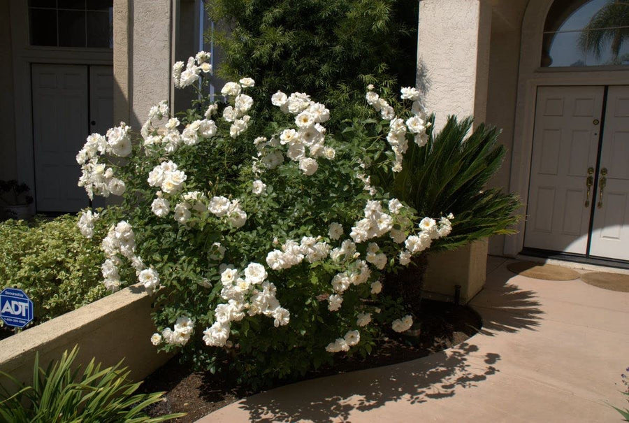 White Rose Bush - Iceberg 71nXgB+8s0L._AC_SL1200_ 4