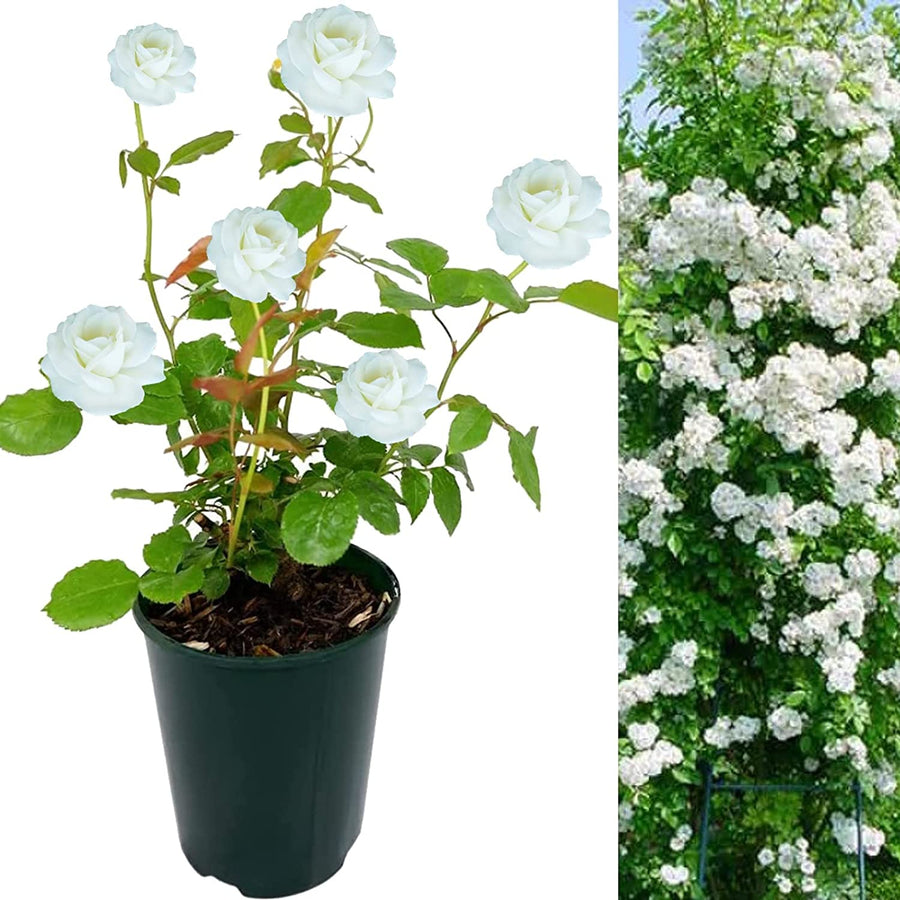 White Rose Bush - Guirlandes D'amour 71nbmIwa-7L._AC_SL1500_ 2
