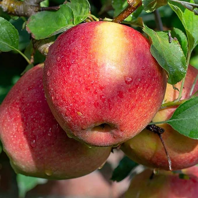 Apple Tree - Braeburn  4