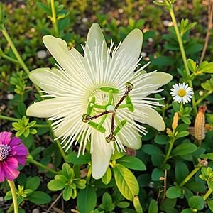 Passiflora Constance Elliot  3