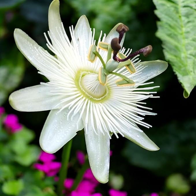 Passiflora Constance Elliot  2