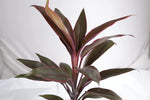 Cordyline Kiwi Tristar Plant 71pDujA5VvL._AC_SL1500_ 1