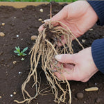 Asparagus Erasmus Crowns  3