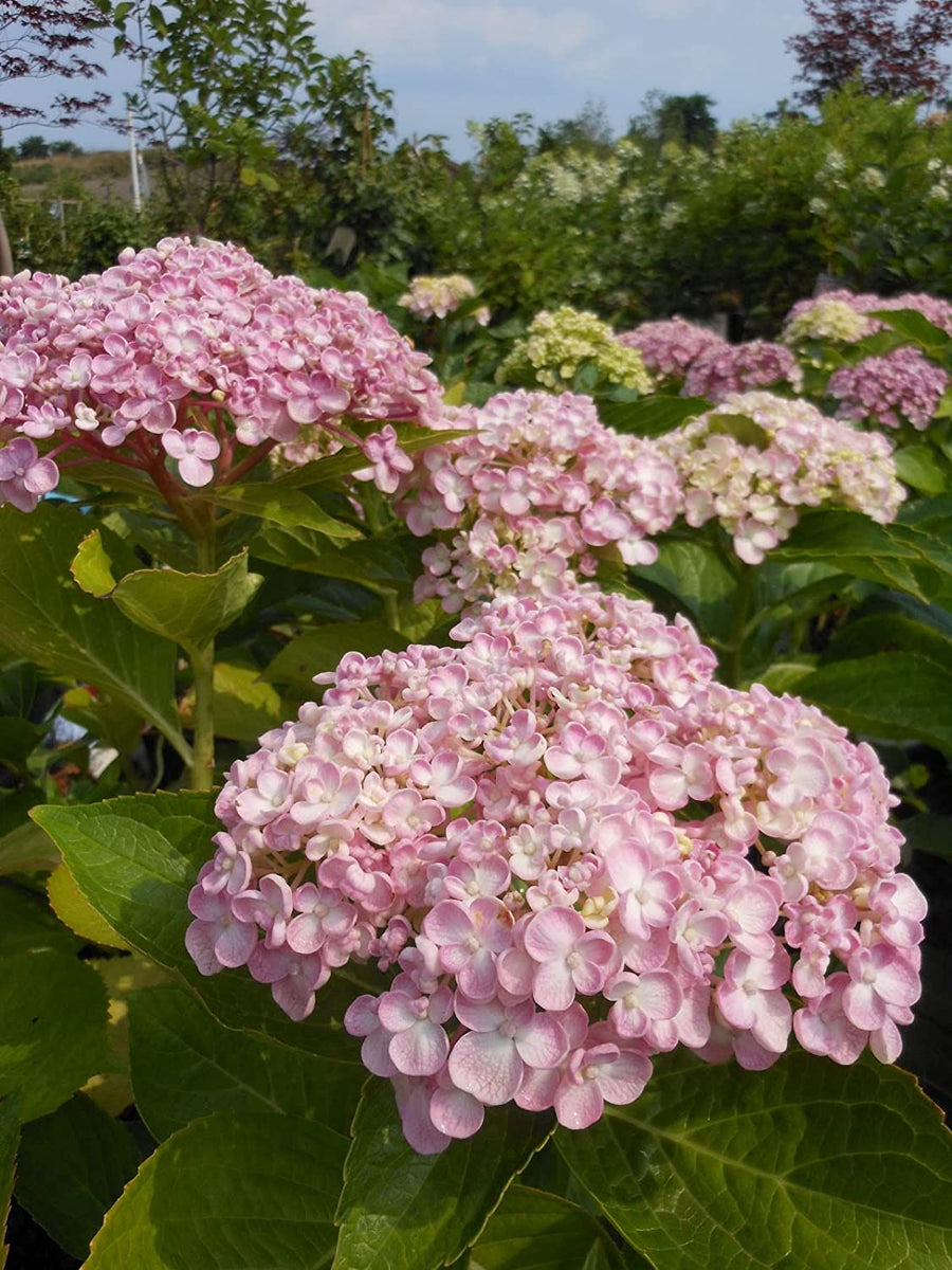 Hydrangea Macrophylla Ayesha Hydrangea macrophylla 'Ayesha' image4 3