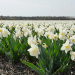 Narcissus Mount Hood White Daffodil Bulbs  5