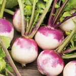 Turnip Plant  5
