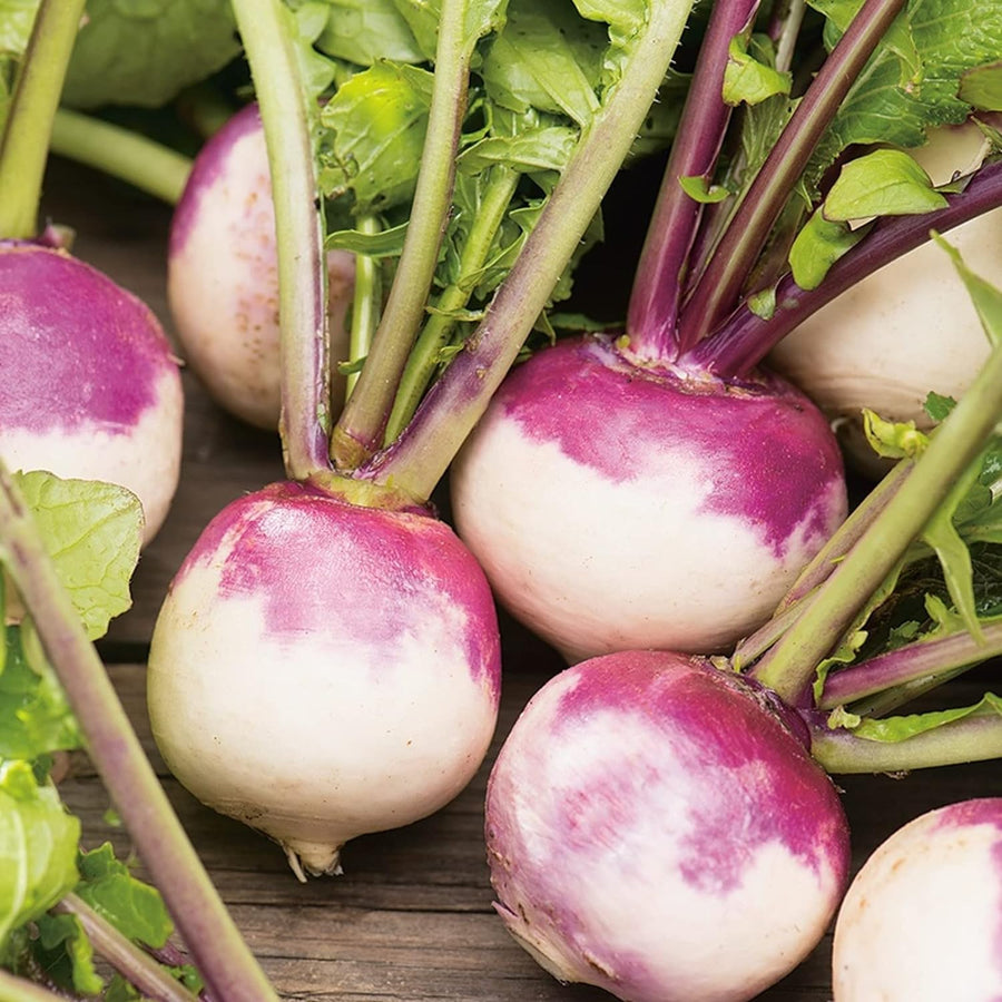 Turnip Plant  5