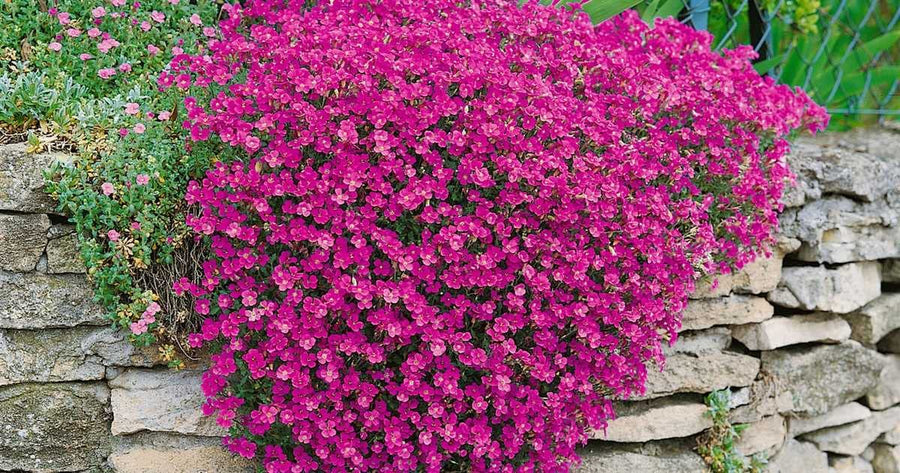 Aubretia Audrey Red Aubretia Audrey Red image3 4