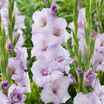 Gladiolus Bulbs Blue Tropic  3