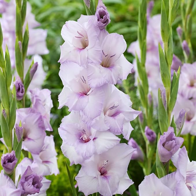 Gladiolus Bulbs Blue Tropic  3