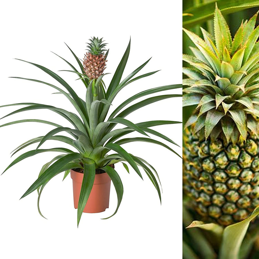 edible pineapple plant for sale uk Pineapple Plant