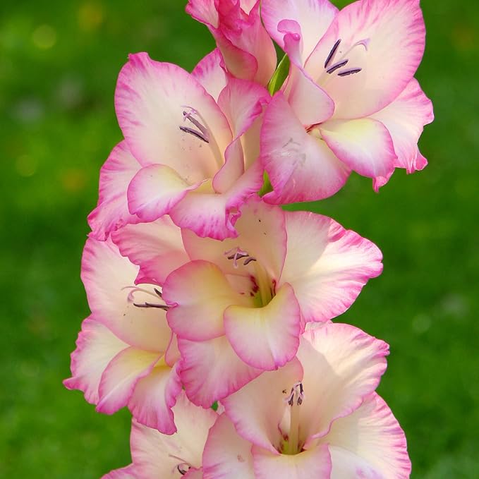 Gladiolus Bulbs Priscilla  3