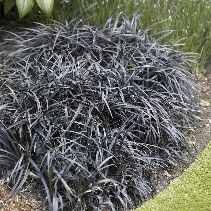 Ophiopogon Planiscapus Nigrescens 71sJJuVeSgL._AC_SL1000_ 6