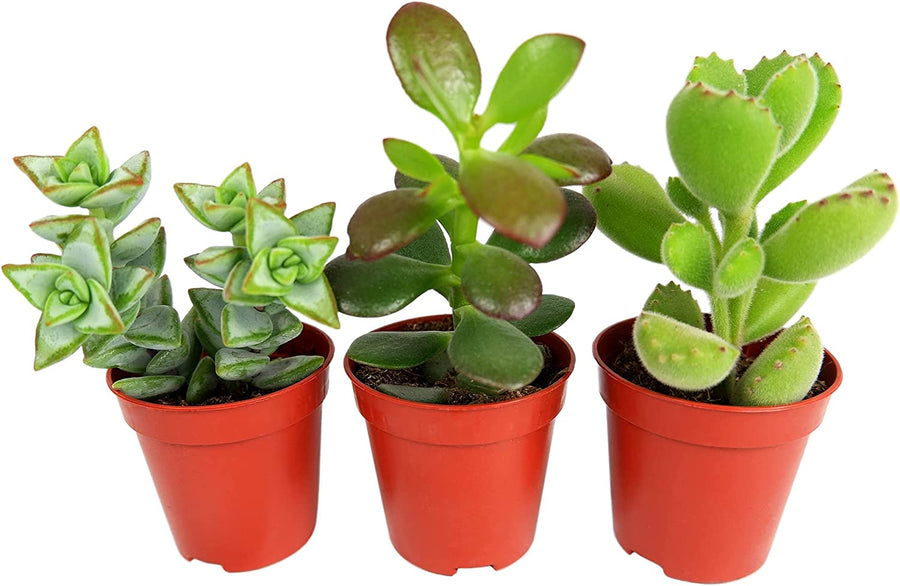 Succulent & Air Plant Mix 71sXFsxDRrS._AC_SL1500_ 5
