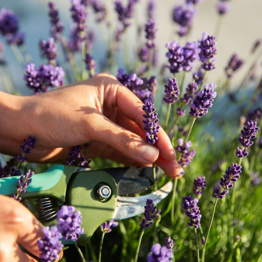 Lavender Angustifolia Lollipop Tree  3