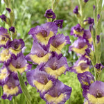 Gladiolus Bulbs Dynamite  3