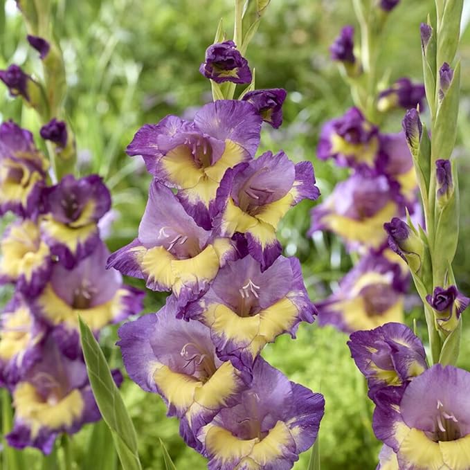 Gladiolus Bulbs Dynamite  3