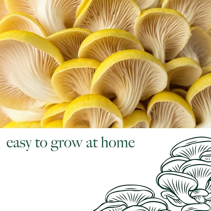 Mushroom Growing Kit King Oyster  3