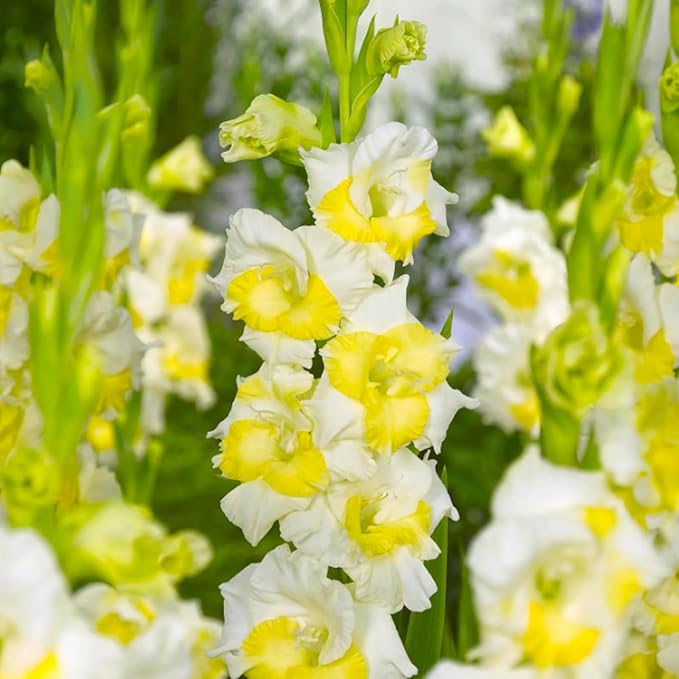 Gladiolus Bulbs Buggy'  3