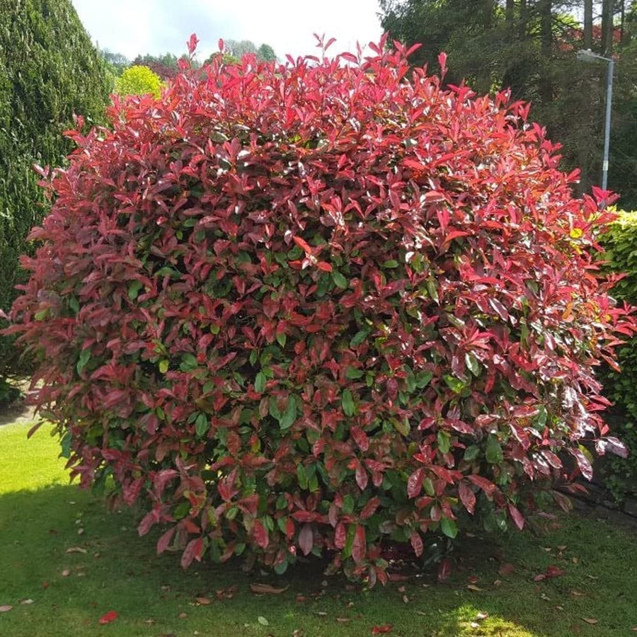 'Little Red Robin' Photinia  - 2 Plants 71tcYXMEMxL._AC_SL1000_ 5