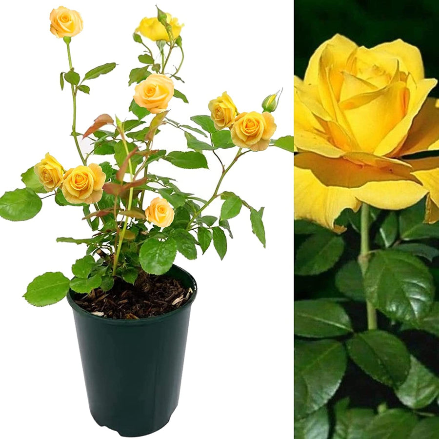 Yellow Rose Bush - Sun Sprinkles 71uEgsa9EyL._AC_SL1500_ 2