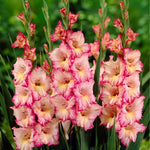 Gladiolus Bulbs Priscilla  1