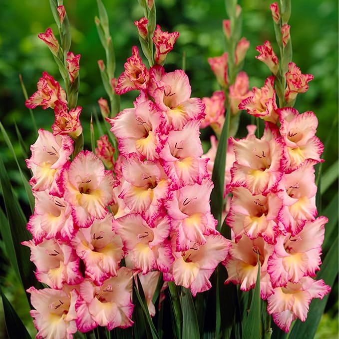 Gladiolus Bulbs Priscilla  1
