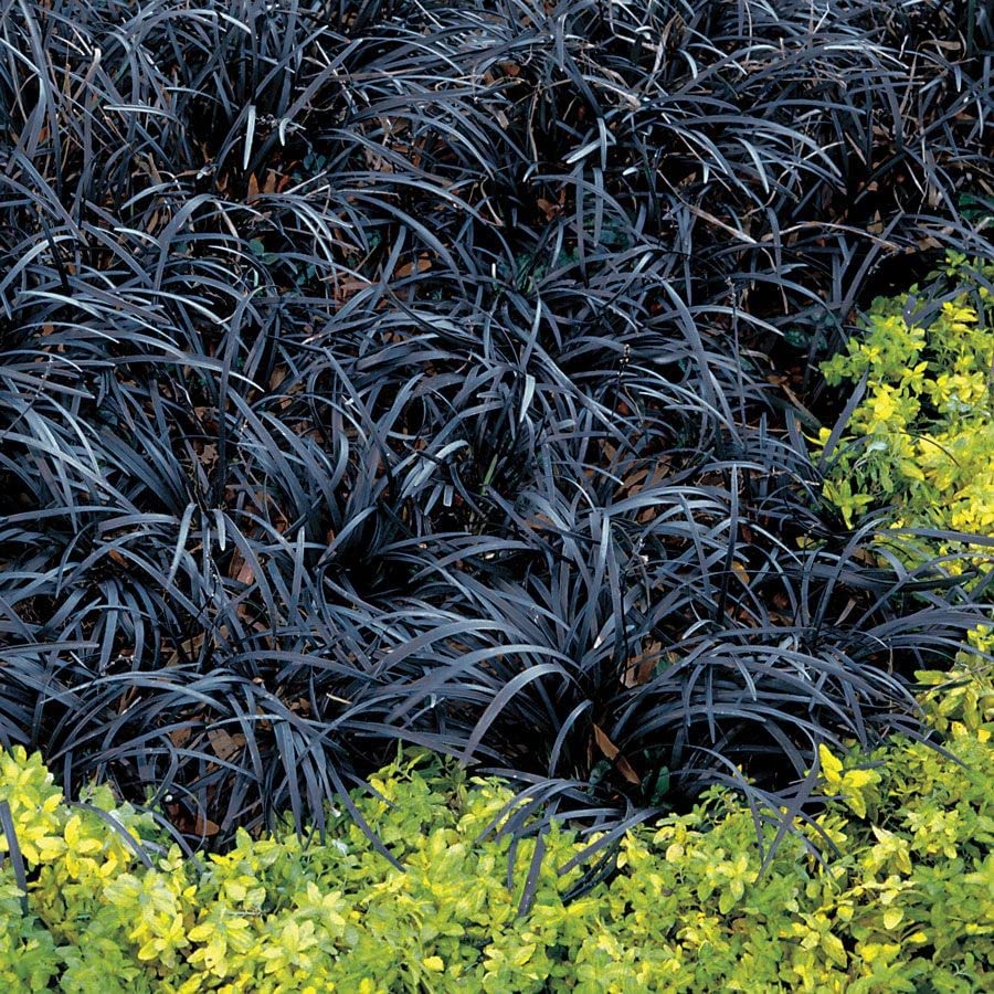 Ophiopogon Planiscapus Nigrescens 71uWRxux7RL._AC_ 5