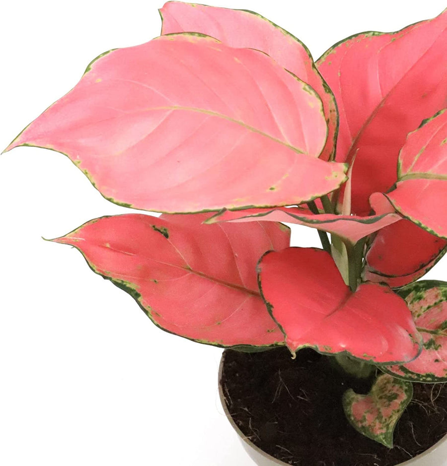 Aglaonema Pink Star Aglaonema Pink Star image2 4