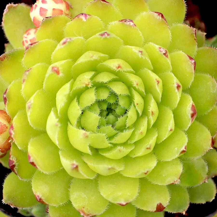 Sempervivum Key Lime Kiss Sempervivum Key Lime Kiss image2 2