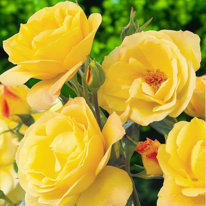 Arthur Bell Bare Root Rose  3