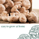 Mushroom Growing Kit White Button  6