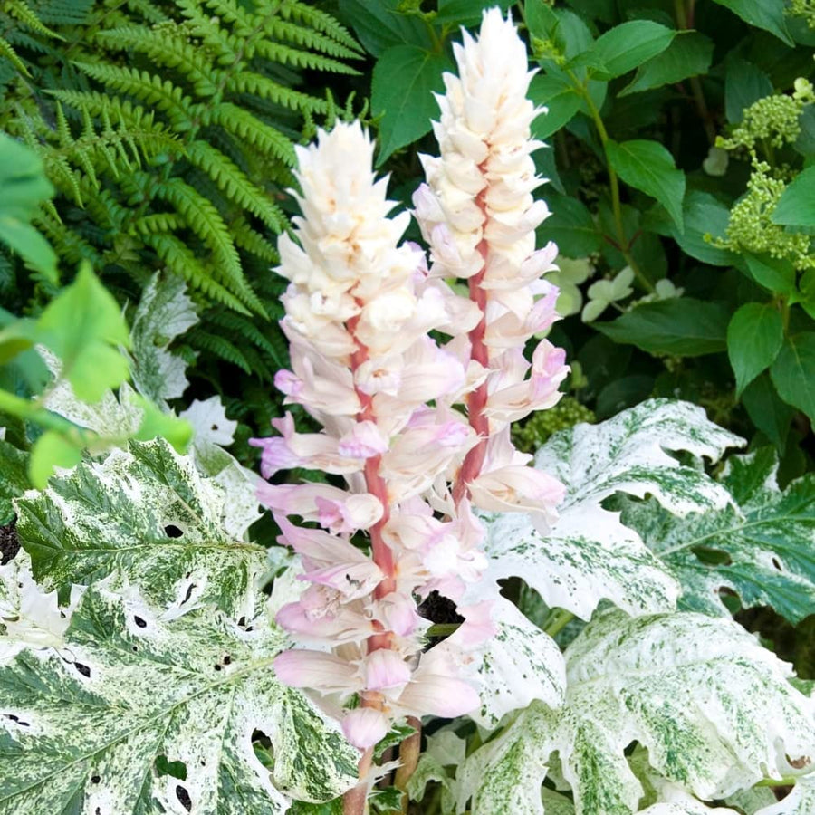 Acanthus Mollis Whitewater Acanthus mollis 'Whitewater' image1 1