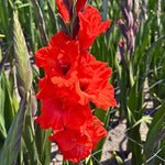 Gladiolus Bulbs Advance  3