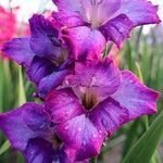 Gladiolus Bulbs Kim  2