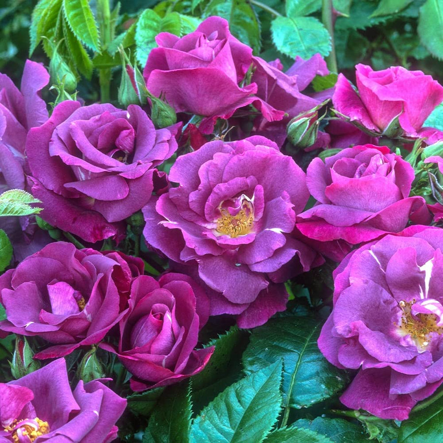 Rhapsody in Blue Rose Bush in 5L Pot 71xegqLqeaL._AC_SL1000_ 4
