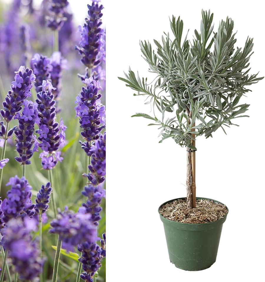 Lavender Angustifolia Lollipop Tree  1
