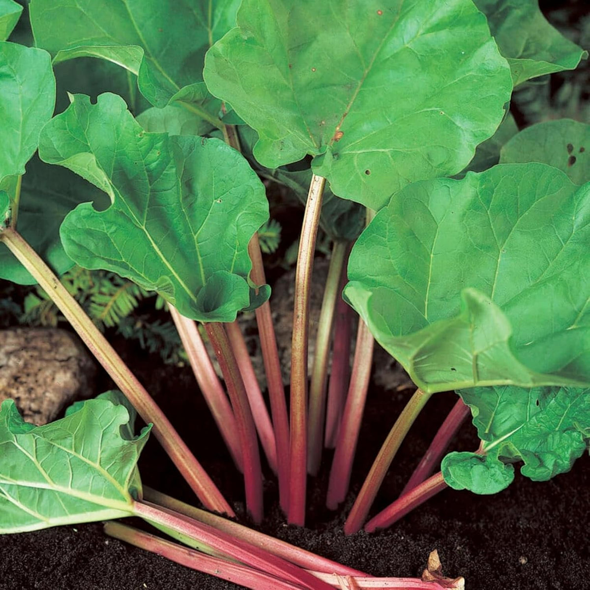 Glaskins Perpetual Rhubarb Crown Bare Roots  5